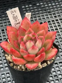 2026年最新】相府蓮の人気アイテム - メルカリ