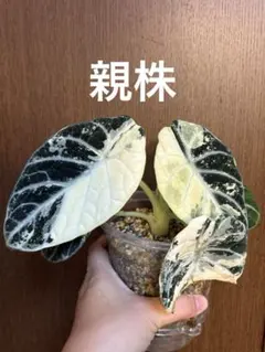 アロカシア アズラニー ピンクラテ 斑入り 芋 1つ 特価 - メルカリ