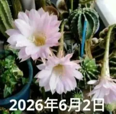 花サボテン 子株 カキコ - メルカリ
