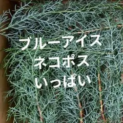 ブルーアイス　コニファー　リース材料