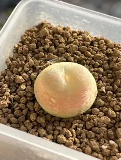 baba様 リクエスト 10点 まとめ商品