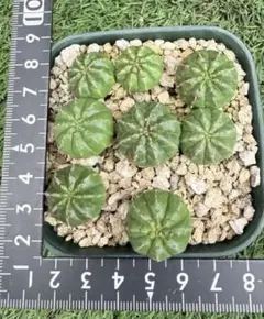 海苔ピー様 リクエスト 2点 まとめ商品