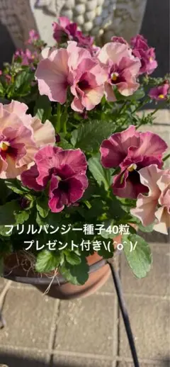 フリルパンジー種子プレゼント付きのサムネイル