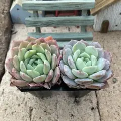 torapon様 リクエスト 8点 まとめ商品