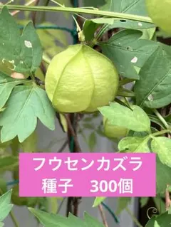 フウセンカズラ　種子　300個