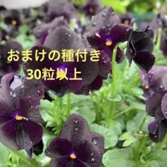 ビオラ　ソルベブラック　種　30粒 +おまけの種付きのサムネイル