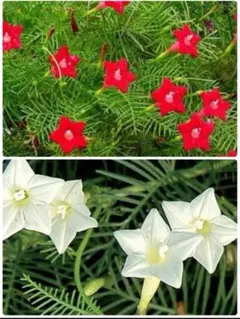 みずたまや様 リクエスト 2点 まとめ商品