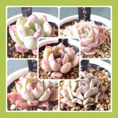 coco様 リクエスト 2点 まとめ商品