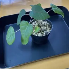 桃寧様 リクエスト 5点 まとめ商品