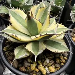 [中株・スナグルトゥース(子株1付)]血統、抜き苗、発送 2025年最新】スナグルトゥースの人気アイテム - メルカリ