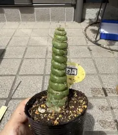 ユーフォルビア　カンダレンシス×サピニー　実生　パキポディウム　サボテン ユーフォルビア カンダレンシス×サピニー 実生 パキポディウム