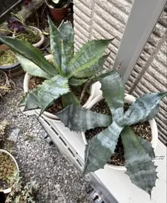 アガベ　AGAVE　オバティフォリア　中斑　パリー　トランカータ　縞斑 アガベ AGAVE オバティフォリア 中斑 パリー トランカータ 縞斑 - メルカリ