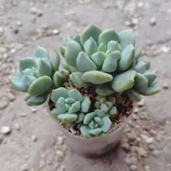 【多肉植物】シュークリーム 抜き苗のサムネイル