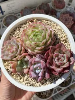 2026年最新】マルガン 多肉の人気アイテム - メルカリ マルガンhy錦