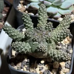 【メルカリ便】ユーフォルビア ガムケンシス 2026年最新】ユーフォルビアガムケンシスの人気アイテム - メルカリ