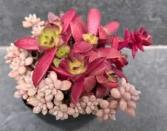＊多肉植物＊紅葉祭り・姫秀麗・光るオブツーサ＊寄植えセット①＊