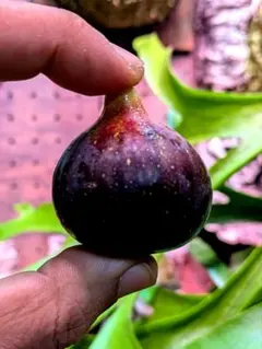 2025年最新】ブラックマデイラの人気アイテム - メルカリ