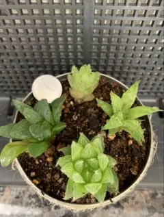 ❣️多肉植物❣️ハオルチア❣️四品種セット❣️抜き苗❣️