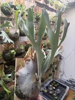 P. willinckii copper will spore - メルカリ