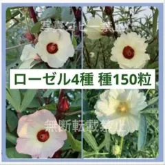 ハイビスカスローゼル　ローゼル　種　4種類150粒(赤3種類各40粒＋白30粒)