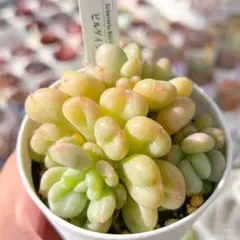 kuni様 リクエスト 2点 まとめ商品