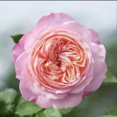 激レアバラ苗 蕾あり wansローズ - メルカリ