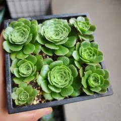 翡翠瑠璃 群生 大苗 アエオニウム 多肉植物 - メルカリ