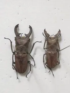 野外採集品　エラフス、メタリフェル、インペラトール　昆虫標本 野外採集品 エラフス、メタリフェル、インペラトール 昆虫標本 - メルカリ