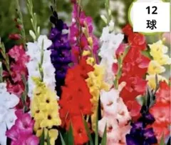 oomore610様 リクエスト 2点 まとめ商品