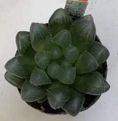 プリマロアン様 リクエスト 5点 まとめ商品