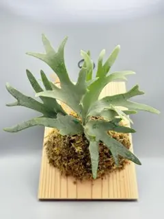 2025年最新】P.willinckii 'jewel'の人気アイテム - メルカリ