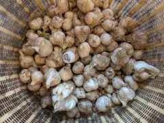 번역된 무농약 생마늘 1.3kg (블록)