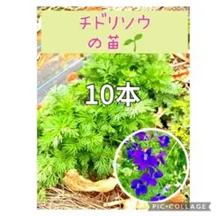 2026年最新】千鳥草 苗の人気アイテム - メルカリ