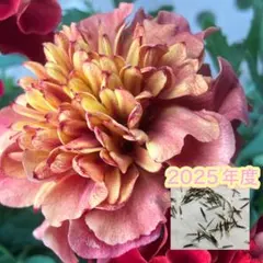 aqva様 リクエスト 2点 まとめ商品