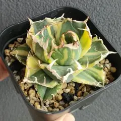 2025年最新】白鯨 縞斑の人気アイテム - メルカリ