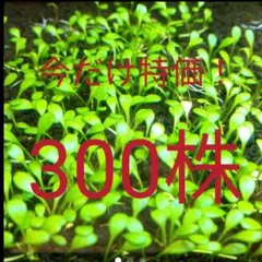 今だけ特価　グロッソスティグマ　300株のサムネイル
