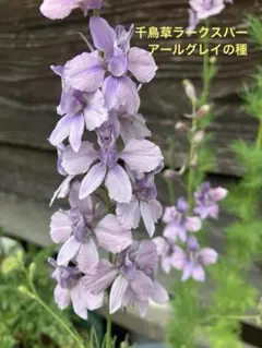 千鳥草ラークスパーアールグレイの種 40粒　花の種のサムネイル