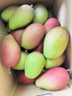 沖縄 】摘果マンゴー 超特大(330g〜500g)約5kg ＋α - メルカリ