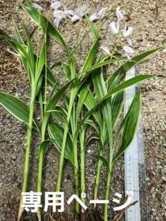 bee様専用ページ