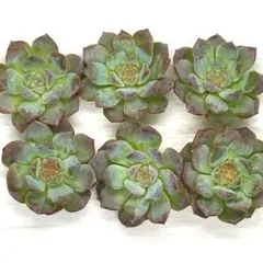 SALE‼️【訳あり】40 スタースノー6株　エケベリア　カット苗　寄せ植えにも✨