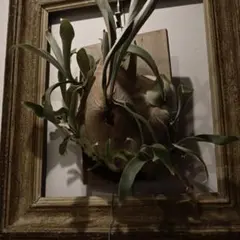 2026年最新】veitchii 2ndの人気アイテム - メルカリ