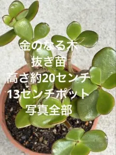金のなる木　抜き苗　高さ約20センチ 13センチポット 写真全部のサムネイル