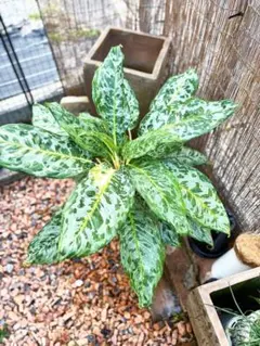 Top【選抜株】多肉植物　25780コーンポッピー綴化　24個　鉢無し/脱土 Top【選抜株】多肉植物 25780コーンポッピー綴化 24個 鉢無し/脱土