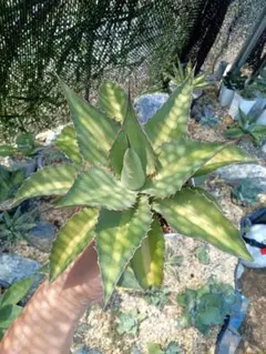 ウ*ズ様 アガベ　ファンキートゥース　エボリスピナ　モンタナ　パラサナ　パリー 2025年最新】パラサナ シャウィーの人気アイテム - メルカリ