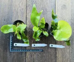 2025年最新】ビカクシダ 胞子 セットの人気アイテム - メルカリ