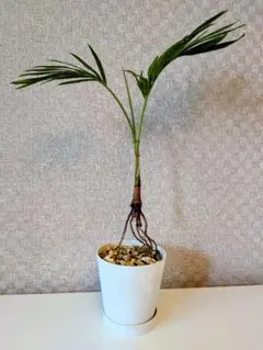 現品】カナリーヤシ カナリヤシ 椰子の木 ヤシの木 6号 あM番 - メルカリ