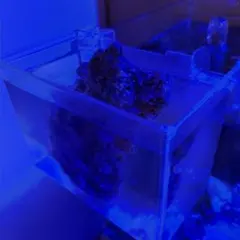 2026年最新】ライブロック 海水魚の人気アイテム - メルカリ