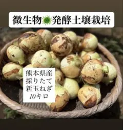 2026年最新】玉ねぎ 苗の人気アイテム - メルカリ