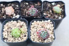 シ*エ様 エケベリア5品種セット（商品名は商品の説明欄に記載）