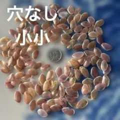 さくら貝（カバザクラ）小小ペア貝140組280枚 Ｂ